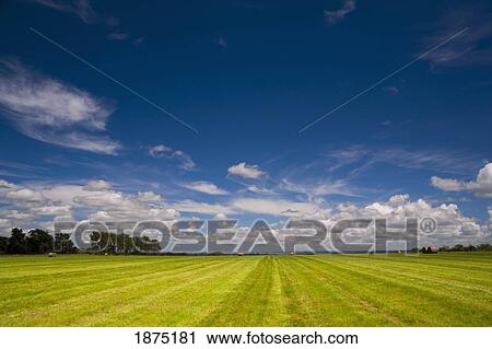 new zealand; a farm field View Large Photo Image Stock Image - new zealand; a farm field. Fotosearch