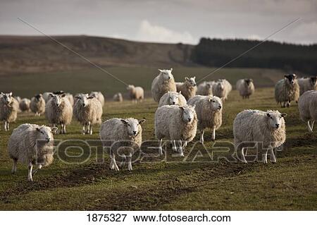 northumberland, england; a flock of sheep in a field View Large Photo Image Stock Photo - northumberland, england; a flock of sheep in a field. Fotosearch