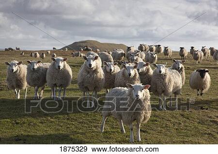 northumberland, england; a flock of sheep in a field View Large Photo Image Stock Photo - northumberland, england; a flock of sheep in a field. Fotosearch