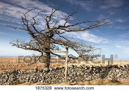 northumberland, england; a leafless tree by a stone wall in a field View Large Photo Image Stock Photo - northumberland, england; a leafless tree by a stone wall in a field. Fotosearch