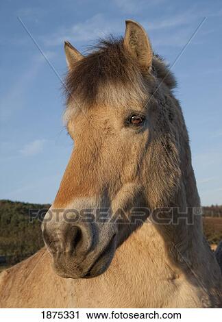 northumberland, england; a norwegian fjord horse View Large Photo Image Stock Image - northumberland, england; a norwegian fjord horse. Fotosearch