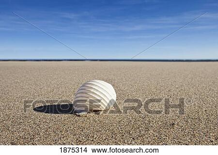 Picture - northumberland, england; a seashell on the sand on low newton beach. Fotosearch