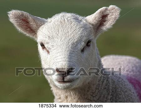 northumberland, england; a sheep with a marking on it's wool View Large Photo Image Picture - northumberland, england; a sheep with a marking on it's wool. Fotosearch