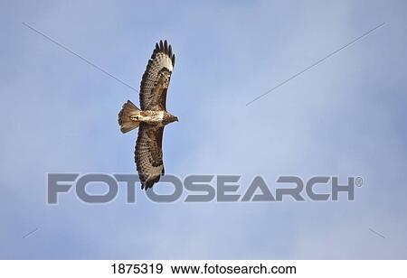 Stock Photo - northumberland, england; an eagle in flight. Fotosearch