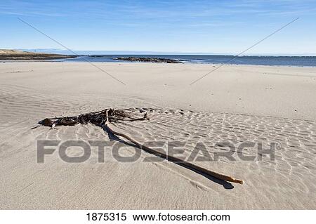 northumberland, england; seaweed laying on the white sand on low newton beach View Large Photo Image Stock Photography - northumberland, england; seaweed laying on the white sand on low newton beach. Fotosearch