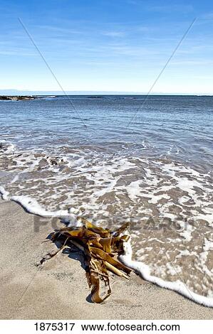 northumberland, england; seaweed washed on shore on low newton beach View Large Photo Image Stock Photo - northumberland, england; seaweed washed on shore on low newton beach. Fotosearch