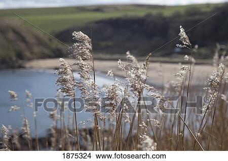 Picture - northumberland, england; tall grass growing along the water. Fotosearch