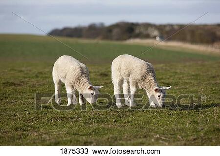 Stock Image - northumberland, england; two lambs grazing in a field. Fotosearch
