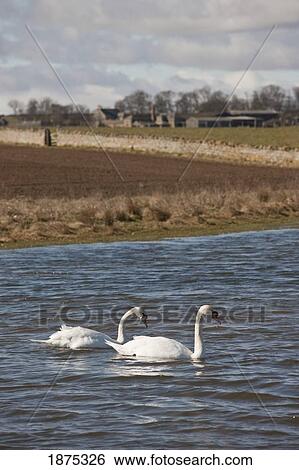 Stock Photograph - northumberland, england; two swans (cygnus) in the water. Fotosearch