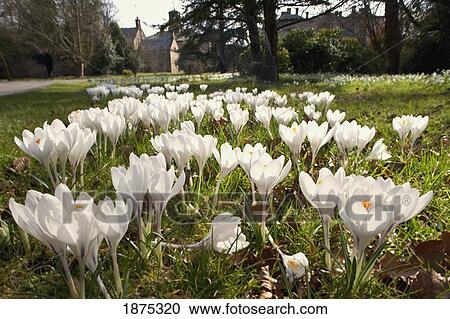 northumberland, england; white flowers in bloom on the lawn in a residential area View Large Photo Image Stock Image - northumberland, england; white flowers in bloom on the lawn in a residential area. Fotosearch