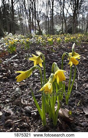 Stock Image - northumberland, england; yellow daffodils (narcissus). Fotosearch