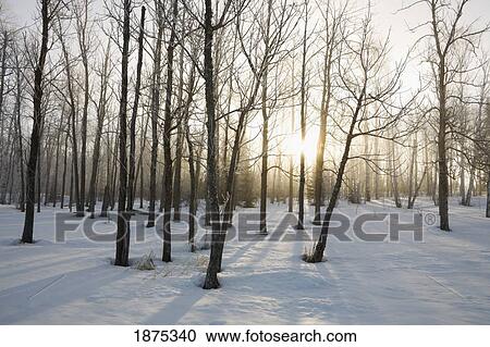 ontario, canada; the sunlight shining through the trees in a forest in winter View Large Photo Image Stock Image - ontario, canada; the sunlight shining through the trees in a forest in winter. Fotosearch