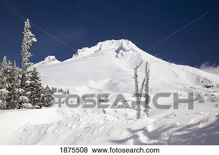 oregon cascades, united states of america; snow at timberline on mount hood View Large Photo Image Stock Photo - oregon cascades, united states of america; snow at timberline on mount hood. Fotosearch