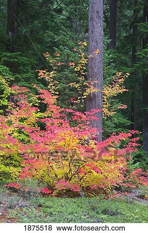 Stock Photo - oregon cascades, united states of america; vine maple (acer circinatum) in autumn colors. Fotosearch