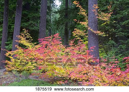 oregon cascades, united states of america; vine maple (acer circinatum) in autumn colors View Large Photo Image Stock Photo - oregon cascades, united states of america; vine maple (acer circinatum) in autumn colors. Fotosearch