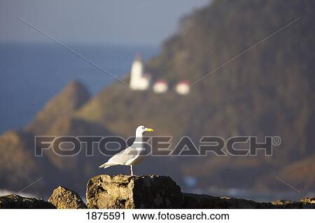 oregon, united states of america; a bird sits on a rock with heceta head lighthouse in the background View Large Photo Image Stock Image - oregon, united states of america; a bird sits on a rock with heceta head lighthouse in the background. Fotosearch