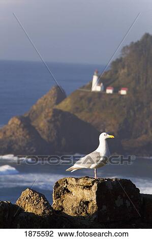 oregon, united states of america; a bird sitting on a rock with heceta head lighthouse in the background along the coast of the pacific ocean View Large Photo Image Stock Image - oregon, united states of america; a bird sitting on a rock with heceta head lighthouse in the background along the coast of the pacific ocean. Fotosearch