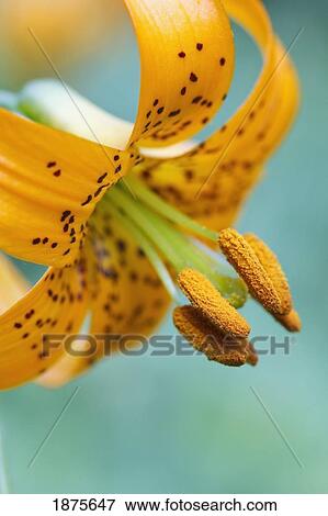 Stock Photo - oregon, united states of america; a lily on mount hood. Fotosearch