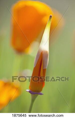 oregon, united states of america; poppy flowers on mount hood View Large Photo Image Stock Photography - oregon, united states of america; poppy flowers on mount hood. Fotosearch