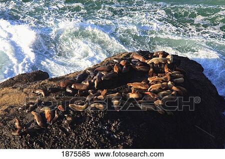 oregon, united states of america; sea lions on the rock at heceta head View Large Photo Image Stock Photography - oregon, united states of america; sea lions on the rock at heceta head. Fotosearch