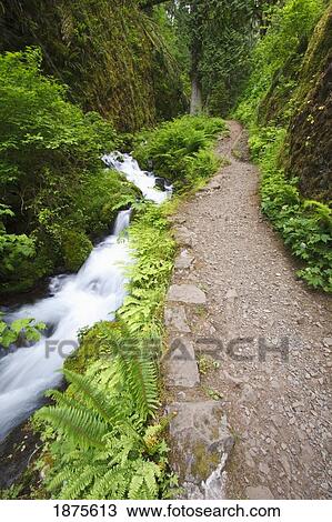 Stock Image - oregon, united states of america; small creek along a trail in columbia river gorge national scenic area. Fotosearch