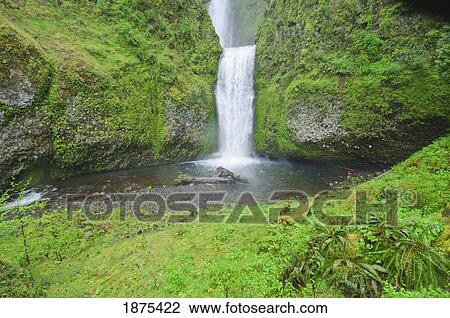 oregon, united states of america; multnomah falls in spring in the columbia river gorge View Large Photo Image Stock Image - oregon, united states of america; multnomah falls in spring in the columbia river gorge. Fotosearch