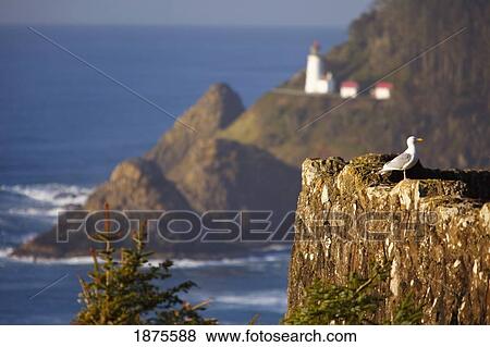 oregon, united states of america; heceta head lighthouse along the coast View Large Photo Image Stock Photo - oregon, united states of america; heceta head lighthouse along the coast. Fotosearch