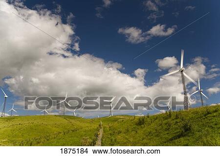 Picture - palmerston north, new zealand; wind turbines in a field. Fotosearch
