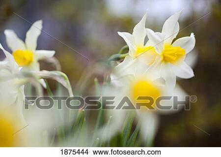 Picture - portland, oregon, united states of america; white lilies in portland park. Fotosearch