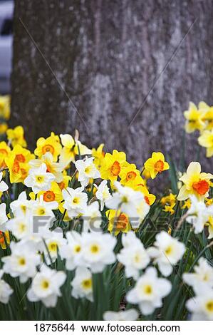 portland, oregon, united states of america; flowers at the foot of a tree in portland rose garden View Large Photo Image Picture - portland, oregon, united states of america; flowers at the foot of a tree in portland rose garden. Fotosearch
