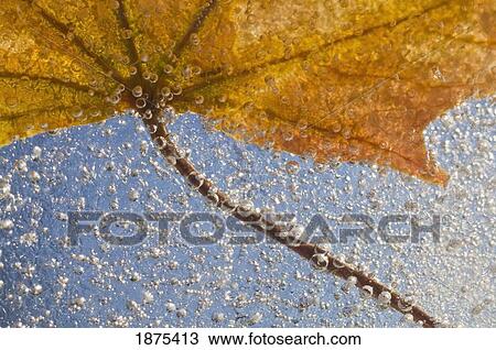 Stock Image - portland, oregon, united states of america; autumn leaf encased in ice. Fotosearch