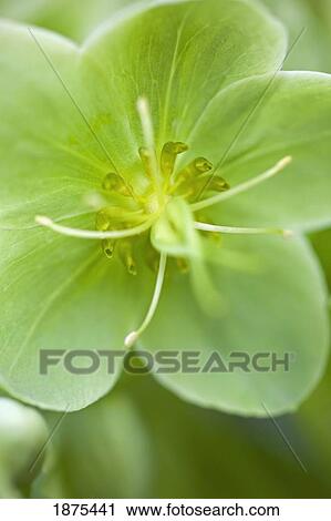portland, oregon, united states of america; close up of a flower in portland park View Large Photo Image Stock Image - portland, oregon, united states of america; close up of a flower in portland park. Fotosearch