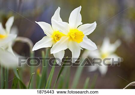 portland, oregon, united states of america; flowers with white petals and yellow in the middle in portland park View Large Photo Image Stock Image - portland, oregon, united states of america; flowers with white petals and yellow in the middle in portland park. Fotosearch