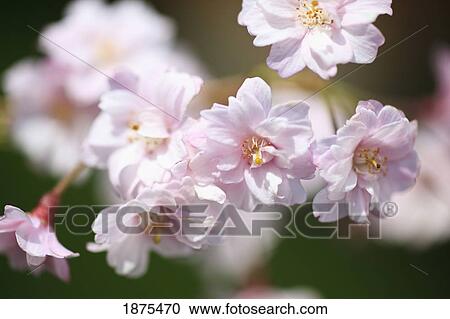 Stock Image - Portland, oregon, united states of america; cherry blossoms on a tree in portland park. Fotosearch