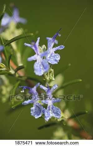 Stock Image - portland, oregon, united states of america; small blue flowers on a branch. Fotosearch