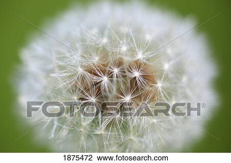 Stock Image - portland, oregon, united states of america; a parachute ball of a dandelion (taraxacum). Fotosearch