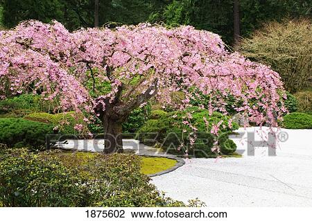 portland, oregon, united states of america; spring blossoms at portland japanese garden View Large Photo Image Stock Image - portland, oregon, united states of america; spring blossoms at portland japanese garden. Fotosearch