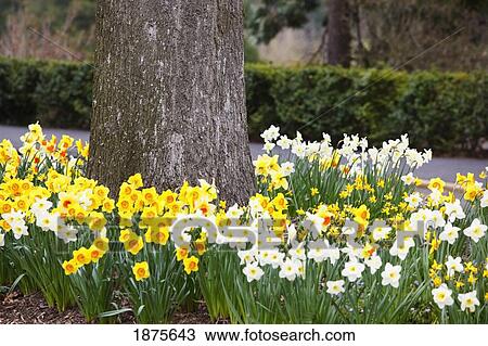 portland, oregon, united states of america; flowers at the foot of a tree in portland rose garden View Large Photo Image Stock Image - portland, oregon, united states of america; flowers at the foot of a tree in portland rose garden. Fotosearch