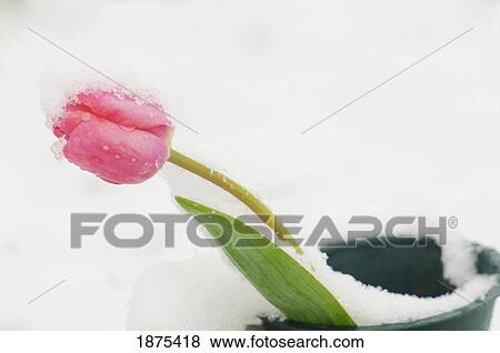 Stock Photo - portland, oregon, united states of america; snow on a tulip in spring. Fotosearch