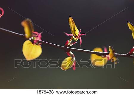 portland, oregon, united states of america; small flowers on a tree branch View Large Photo Image Stock Photo - portland, oregon, united states of america; small flowers on a tree branch. Fotosearch