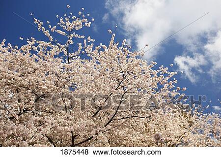 portland, oregon, united states of america; cherry blossom tree in portland park View Large Photo Image Stock Photo - portland, oregon, united states of america; cherry blossom tree in portland park. Fotosearch