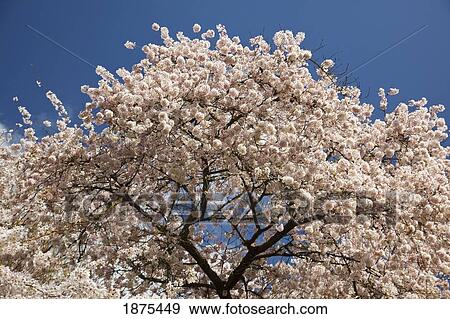 portland, oregon, united states of america; cherry blossom tree in portland park View Large Photo Image Stock Photo - portland, oregon, united states of america; cherry blossom tree in portland park. Fotosearch