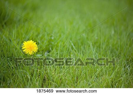 Stock Photo - portland, oregon, united states of america; dandelion in the grass. Fotosearch