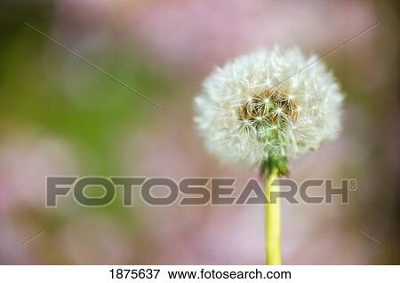 portland, oregon, united states of america; dandelion as a parachute ball View Large Photo Image Stock Photo - portland, oregon, united states of america; dandelion as a parachute ball. Fotosearch