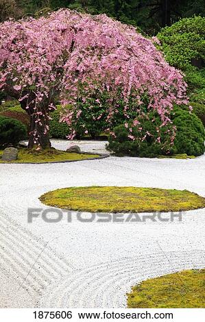 Stock Photograph - portland, oregon, united states of america; spring blossoms at portland japanese garden. Fotosearch