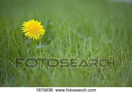 portland, oregon, united states of america; a dandelion on the grass View Large Photo Image Stock Photograph - portland, oregon, united states of america; a dandelion on the grass. Fotosearch
