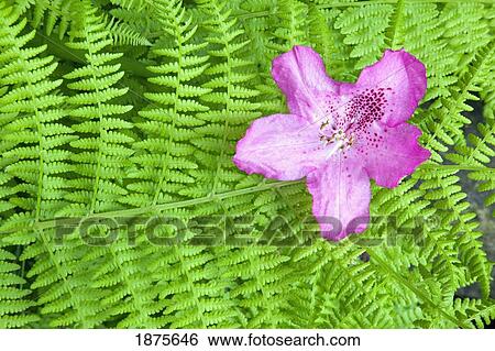 portland, oregon, united states of america; rhododendron flower on a fern in crystal springs garden View Large Photo Image Stock Photograph - portland, oregon, united states of america; rhododendron flower on a fern in crystal springs garden. Fotosearch
