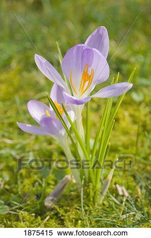 portland, oregon, united states of america; crocus in bloom View Large Photo Image Stock Photography - portland, oregon, united states of america; crocus in bloom. Fotosearch