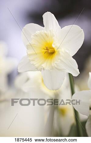 portland, oregon, united states of america; a white flower in portland park View Large Photo Image Stock Photography - portland, oregon, united states of america; a white flower in portland park. Fotosearch