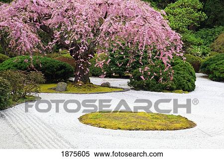 Stock Photography - portland, oregon, united states of america; spring blossoms at portland japanese garden. Fotosearch